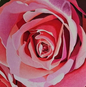Rosa Rosa 1